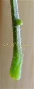  Rachis bearing gland
